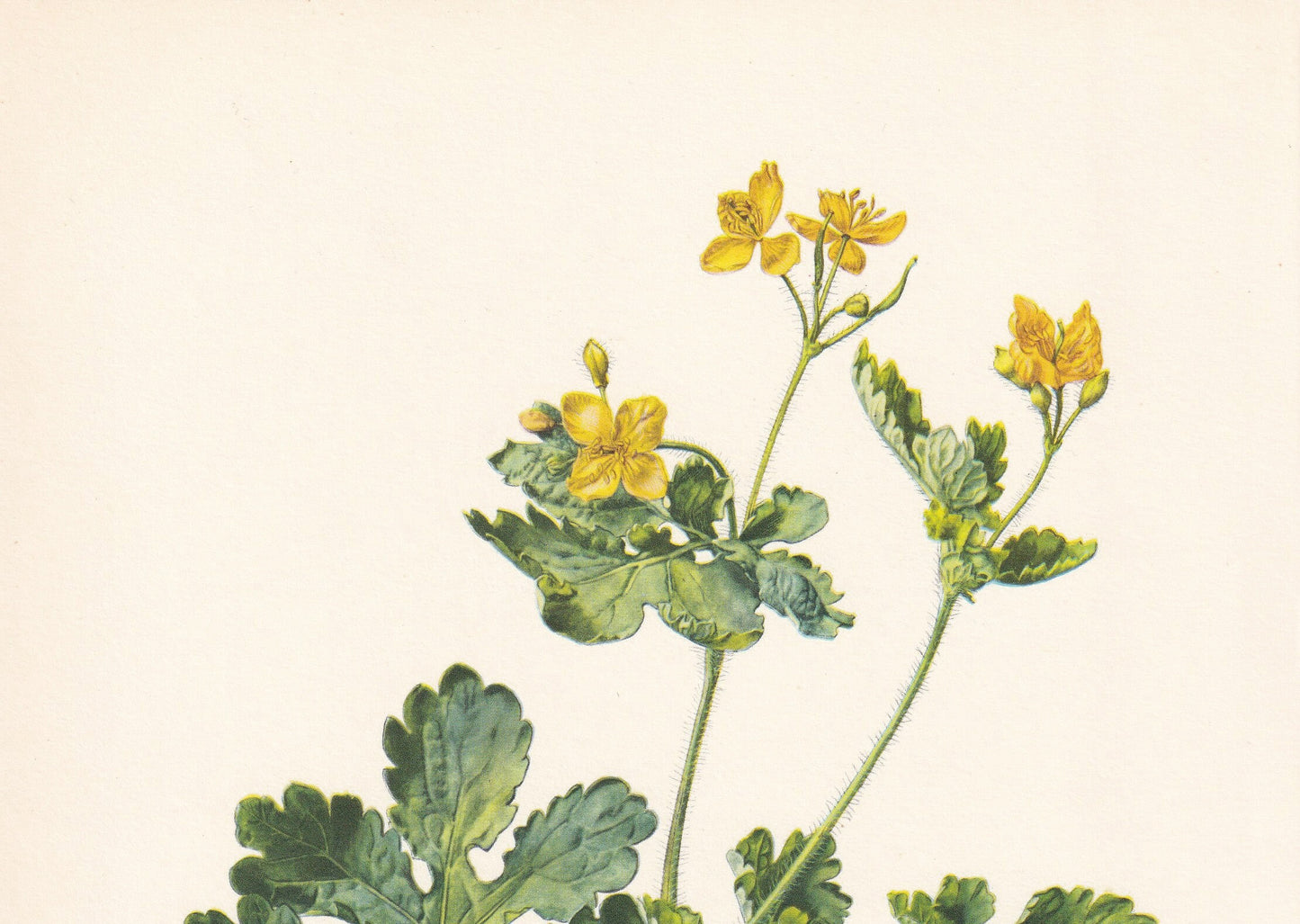 1960 GREATER CELANDINE Print - Botanical Print - Flower Print - Flower Wall Art - Vintage Plant Print - 7.5 x 10.6 Inches
