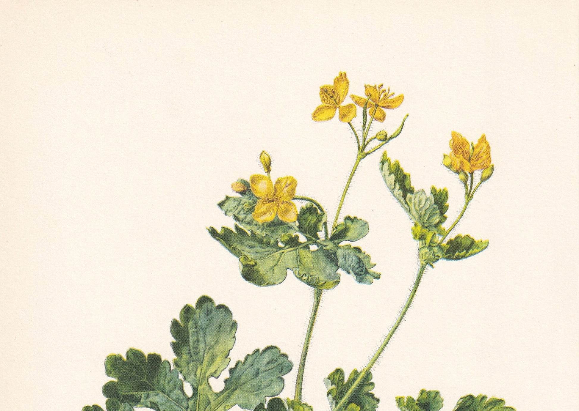 1960 GREATER CELANDINE Print - Botanical Print - Flower Print - Flower Wall Art - Vintage Plant Print - 7.5 x 10.6 Inches