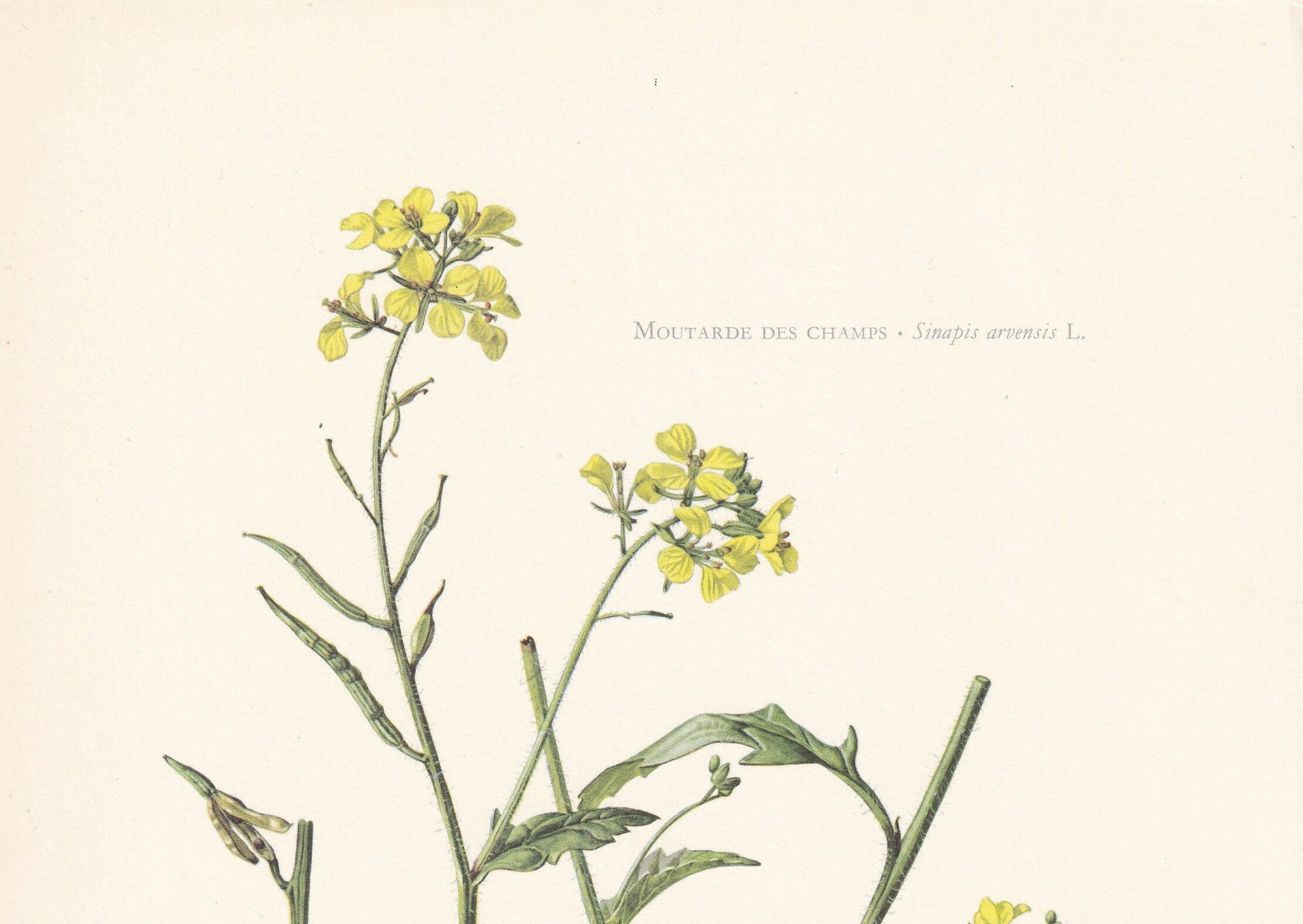 1960 WILD MUSTARD (CHARLOCK) Print - Botanical Print - Flower Print - Flower Wall Art - Vintage Plant Print - 7.5 x 10.6 Inches