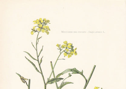 1960 WILD MUSTARD (CHARLOCK) Print - Botanical Print - Flower Print - Flower Wall Art - Vintage Plant Print - 7.5 x 10.6 Inches