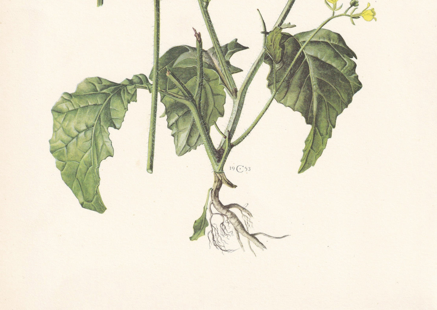 1960 WILD MUSTARD (CHARLOCK) Print - Botanical Print - Flower Print - Flower Wall Art - Vintage Plant Print - 7.5 x 10.6 Inches