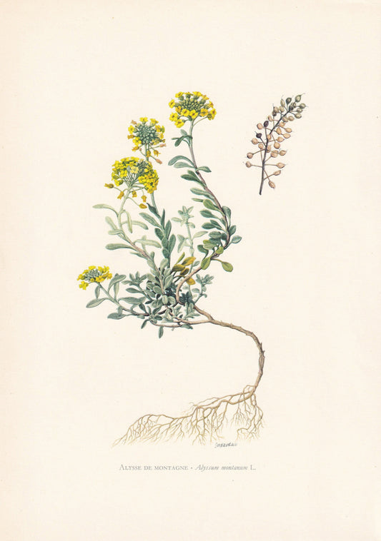 1960 MOUNTAIN MADWORT Print - Botanical Print - Flower Print - Flower Wall Art - Vintage Plant Print - 7.5 x 10.6 Inches