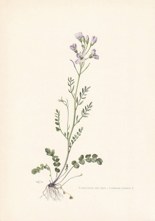 1960 CUCKOO FLOWER Print - Botanical Print - Flower Print - Flower Wall Art - Vintage Plant Print - 7.5 x 10.6 Inches