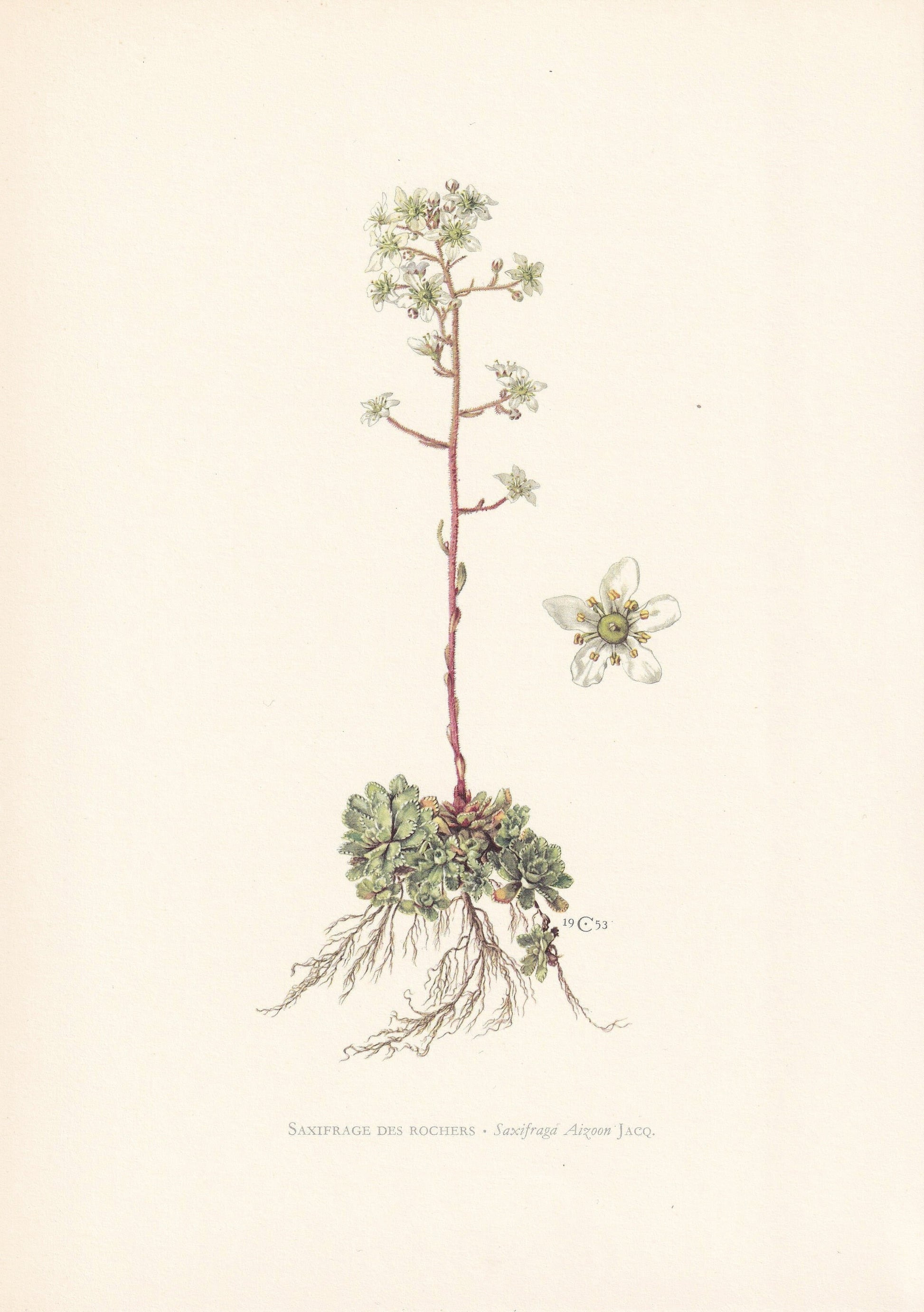 1960 LIFELONG SAXIFRAGE Print - Botanical Print - Flower Print - Flower Wall Art - Vintage Plant Print - 7.5 x 10.6 Inches