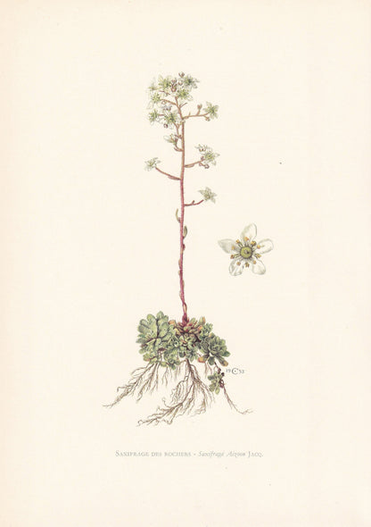 1960 LIFELONG SAXIFRAGE Print - Botanical Print - Flower Print - Flower Wall Art - Vintage Plant Print - 7.5 x 10.6 Inches