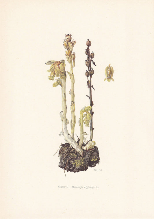 1960 PINESAP Print - Botanical Print - Flower Print - Flower Wall Art - Vintage Plant Print - 7.5 x 10.6 Inches