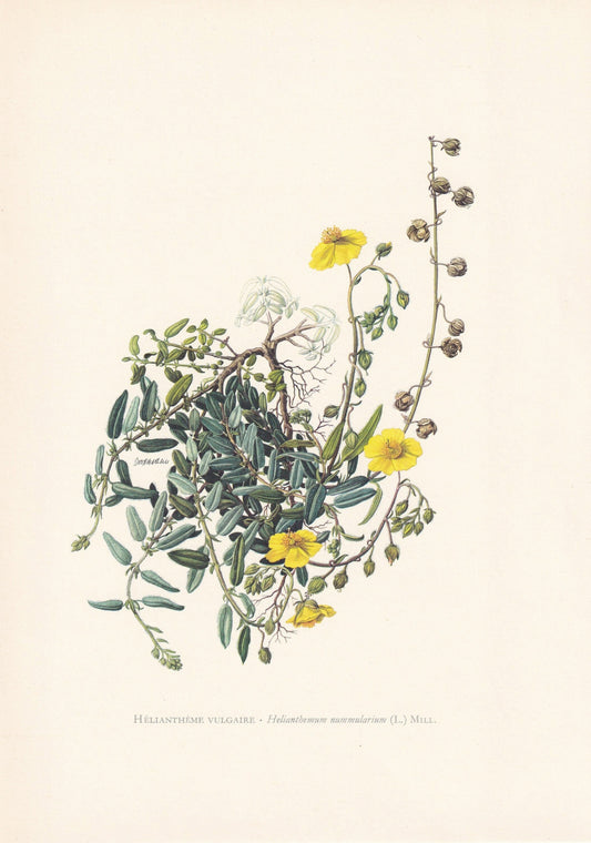 1960 COMMON ROCK-ROSE Print - Botanical Print - Flower Print - Flower Wall Art - Vintage Plant Print - 7.5 x 10.6 Inches