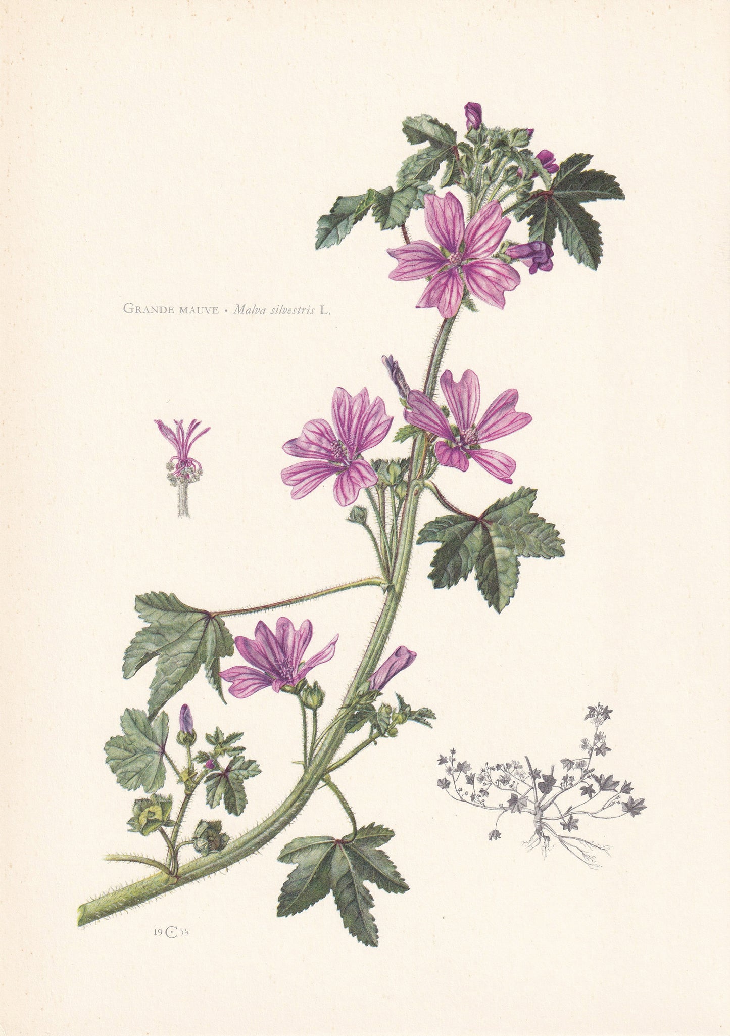 1960 COMMON MALLOW Print - Botanical Print - Flower Print - Flower Wall Art - Vintage Plant Print - 7.5 x 10.6 Inches