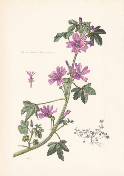 1960 COMMON MALLOW Print - Botanical Print - Flower Print - Flower Wall Art - Vintage Plant Print - 7.5 x 10.6 Inches