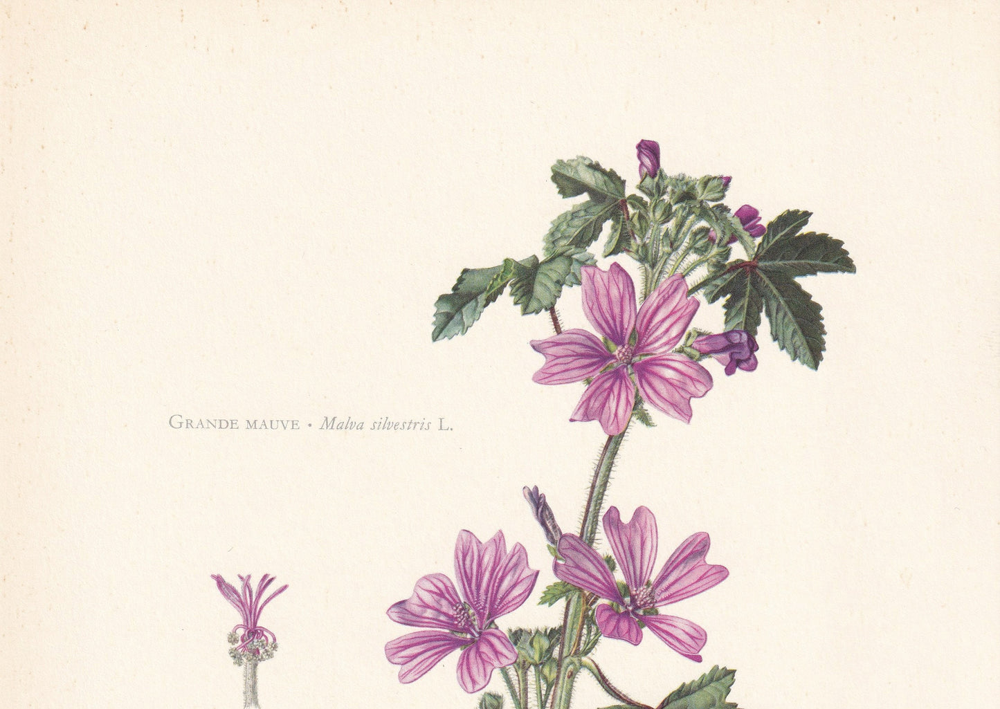 1960 COMMON MALLOW Print - Botanical Print - Flower Print - Flower Wall Art - Vintage Plant Print - 7.5 x 10.6 Inches