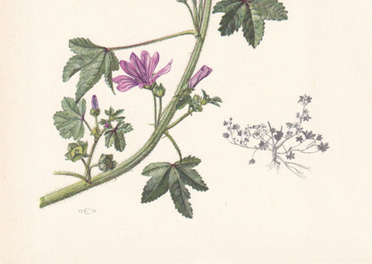 1960 COMMON MALLOW Print - Botanical Print - Flower Print - Flower Wall Art - Vintage Plant Print - 7.5 x 10.6 Inches