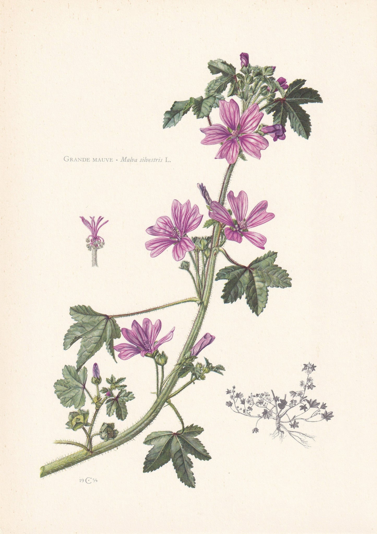 1960 COMMON MALLOW Print - Botanical Print - Flower Print - Flower Wall Art - Vintage Plant Print - 7.5 x 10.6 Inches