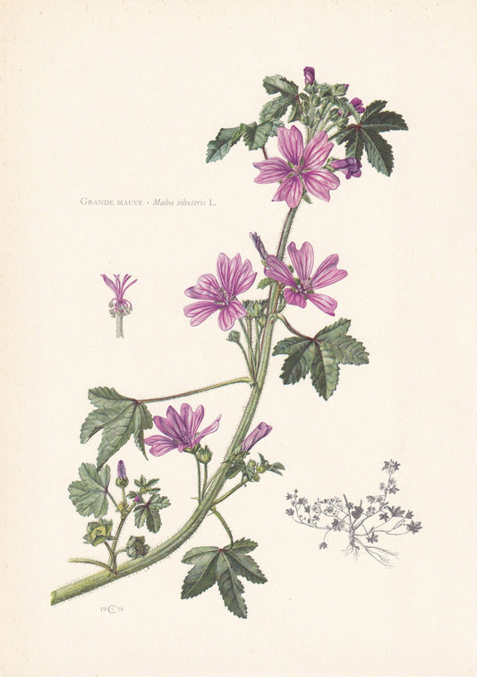 1960 COMMON MALLOW Print - Botanical Print - Flower Print - Flower Wall Art - Vintage Plant Print - 7.5 x 10.6 Inches