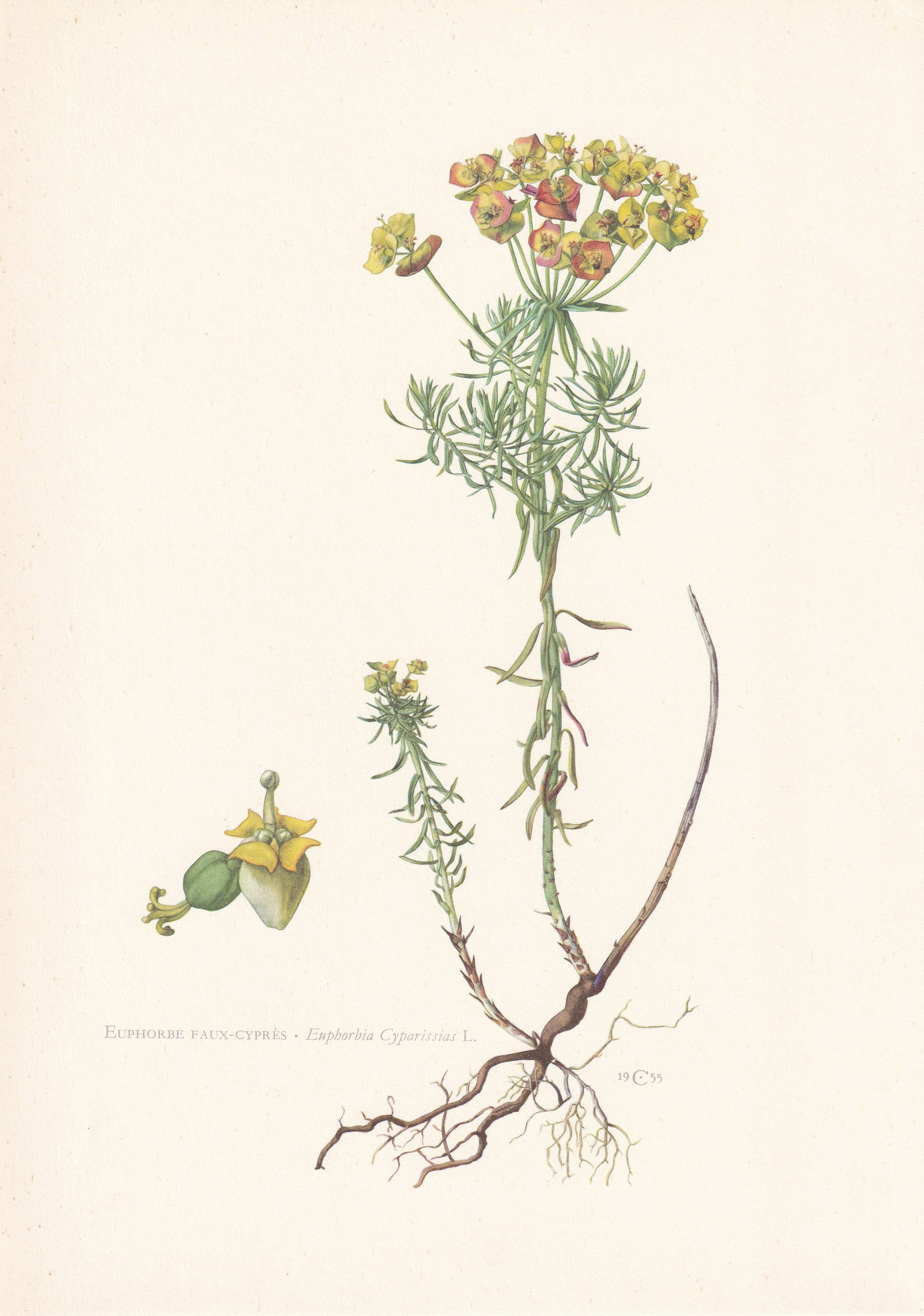 1960 CYPRESS SPURGE Print - Botanical Print - Flower Print - Flower Wall Art - Vintage Plant Print - 7.5 x 10.6 Inches