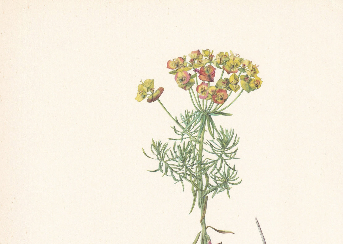 1960 CYPRESS SPURGE Print - Botanical Print - Flower Print - Flower Wall Art - Vintage Plant Print - 7.5 x 10.6 Inches