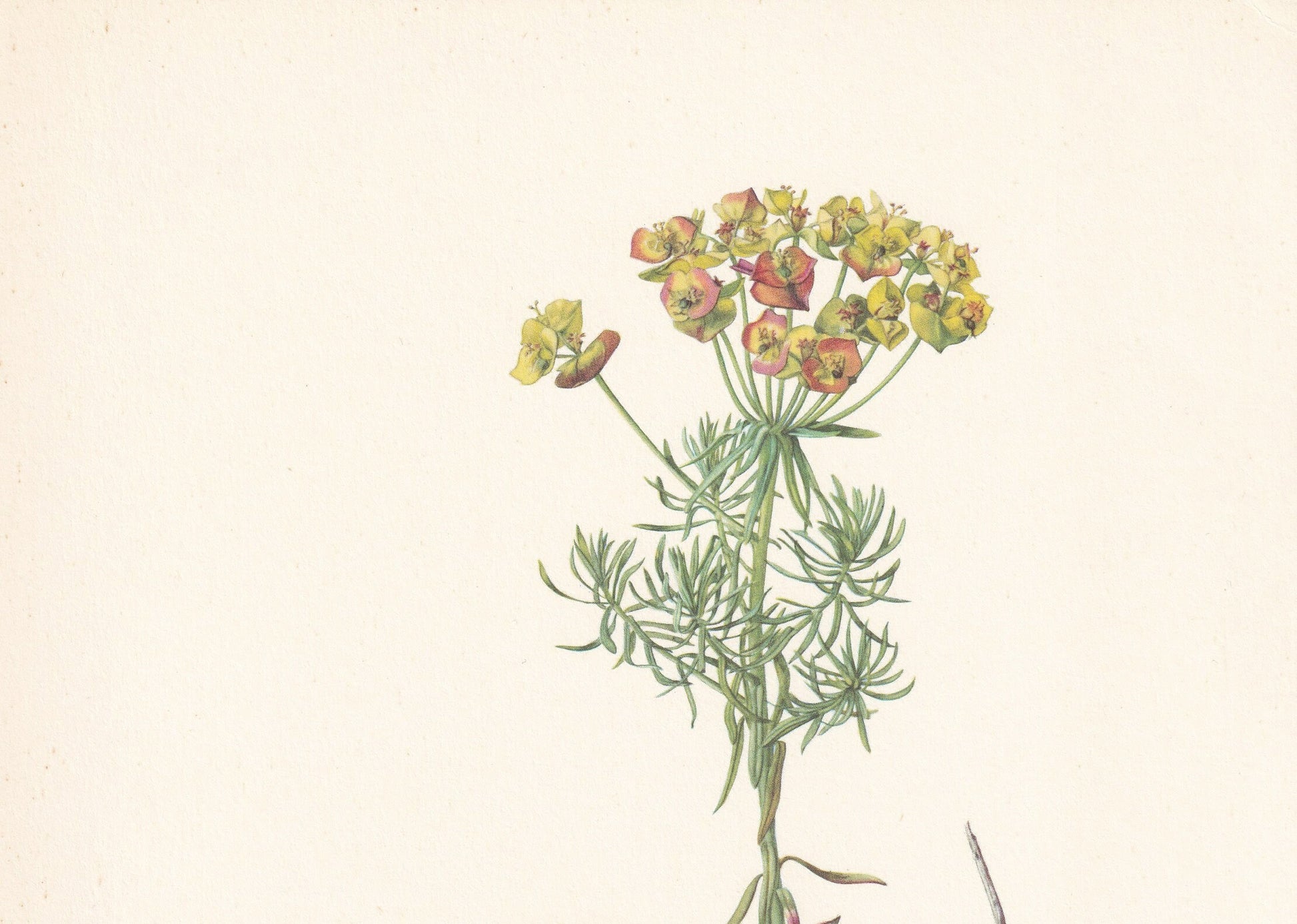 1960 CYPRESS SPURGE Print - Botanical Print - Flower Print - Flower Wall Art - Vintage Plant Print - 7.5 x 10.6 Inches