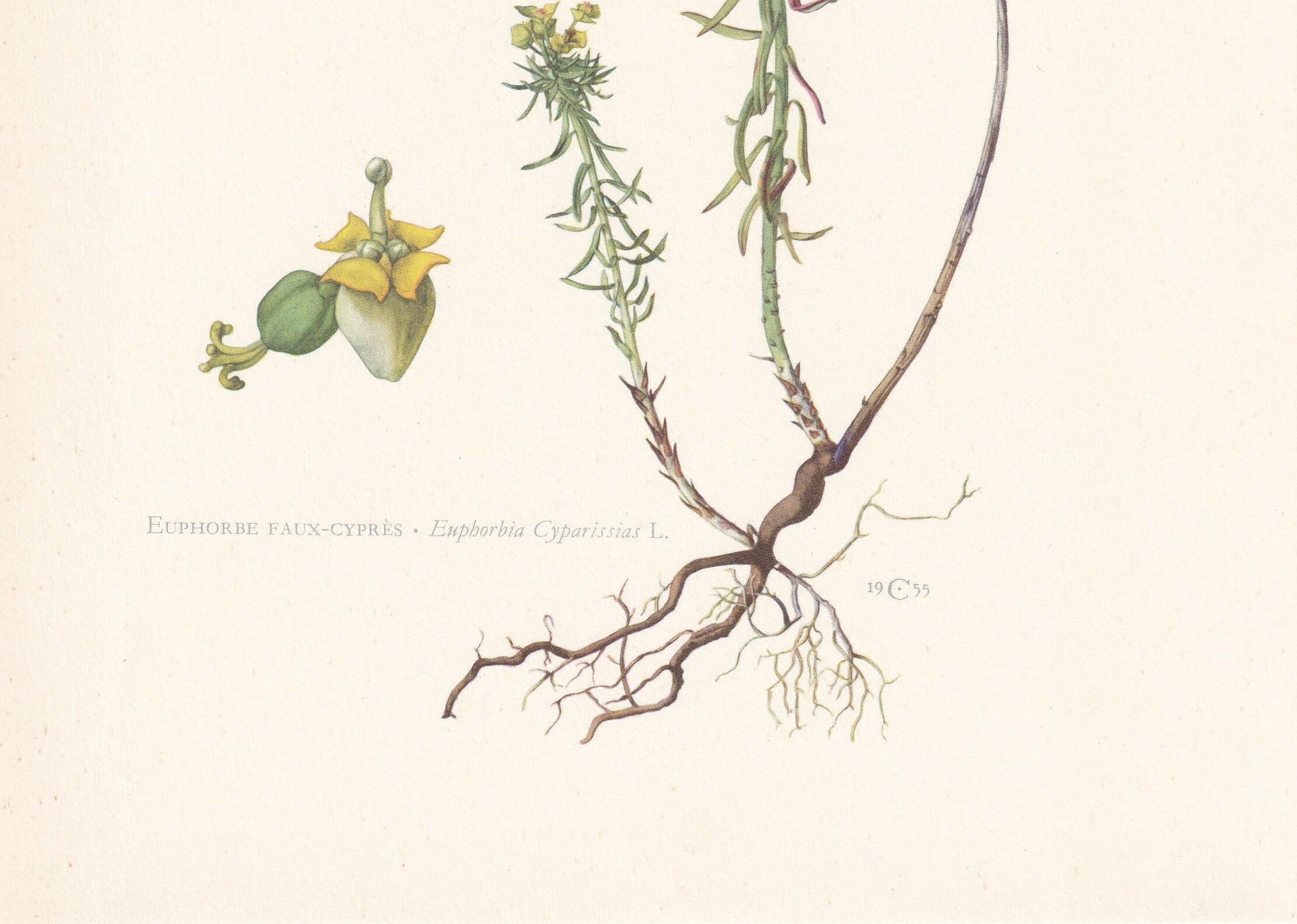 1960 CYPRESS SPURGE Print - Botanical Print - Flower Print - Flower Wall Art - Vintage Plant Print - 7.5 x 10.6 Inches
