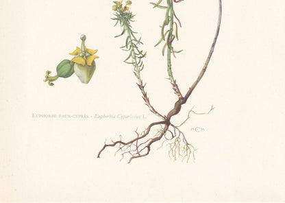 1960 CYPRESS SPURGE Print - Botanical Print - Flower Print - Flower Wall Art - Vintage Plant Print - 7.5 x 10.6 Inches