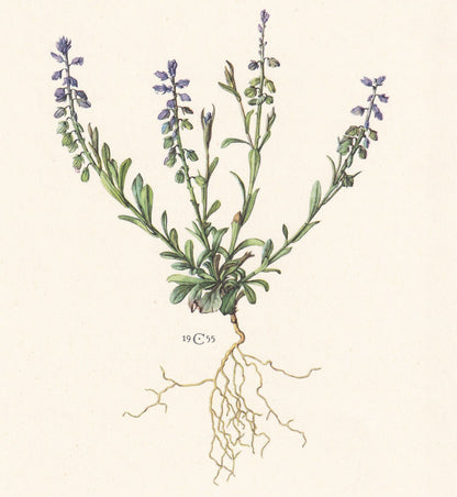 1960 BITTER MILKWORT Print - Botanical Print - Flower Print - Flower Wall Art - Vintage Plant Print - 7.5 x 10.6 Inches