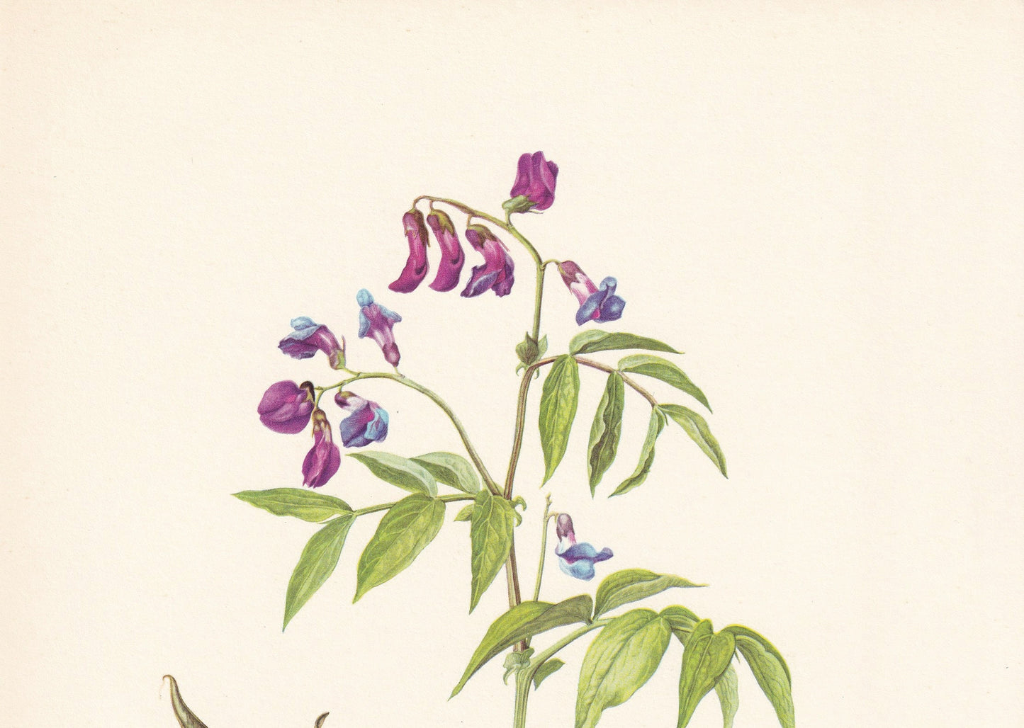1960 SPRING PEA Print - Botanical Print - Flower Print - Flower Wall Art - Vintage Plant Print - 7.5 x 10.6 Inches