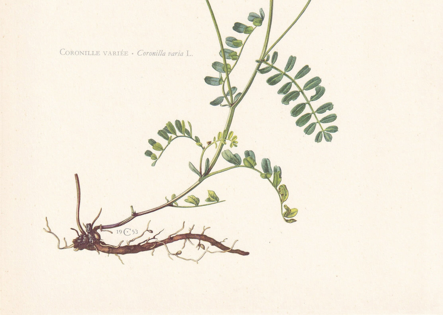 1960 CROWN VETCH Print - Botanical Print - Flower Print - Flower Wall Art - Vintage Plant Print - 7.5 x 10.6 Inches