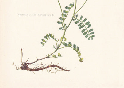 1960 CROWN VETCH Print - Botanical Print - Flower Print - Flower Wall Art - Vintage Plant Print - 7.5 x 10.6 Inches