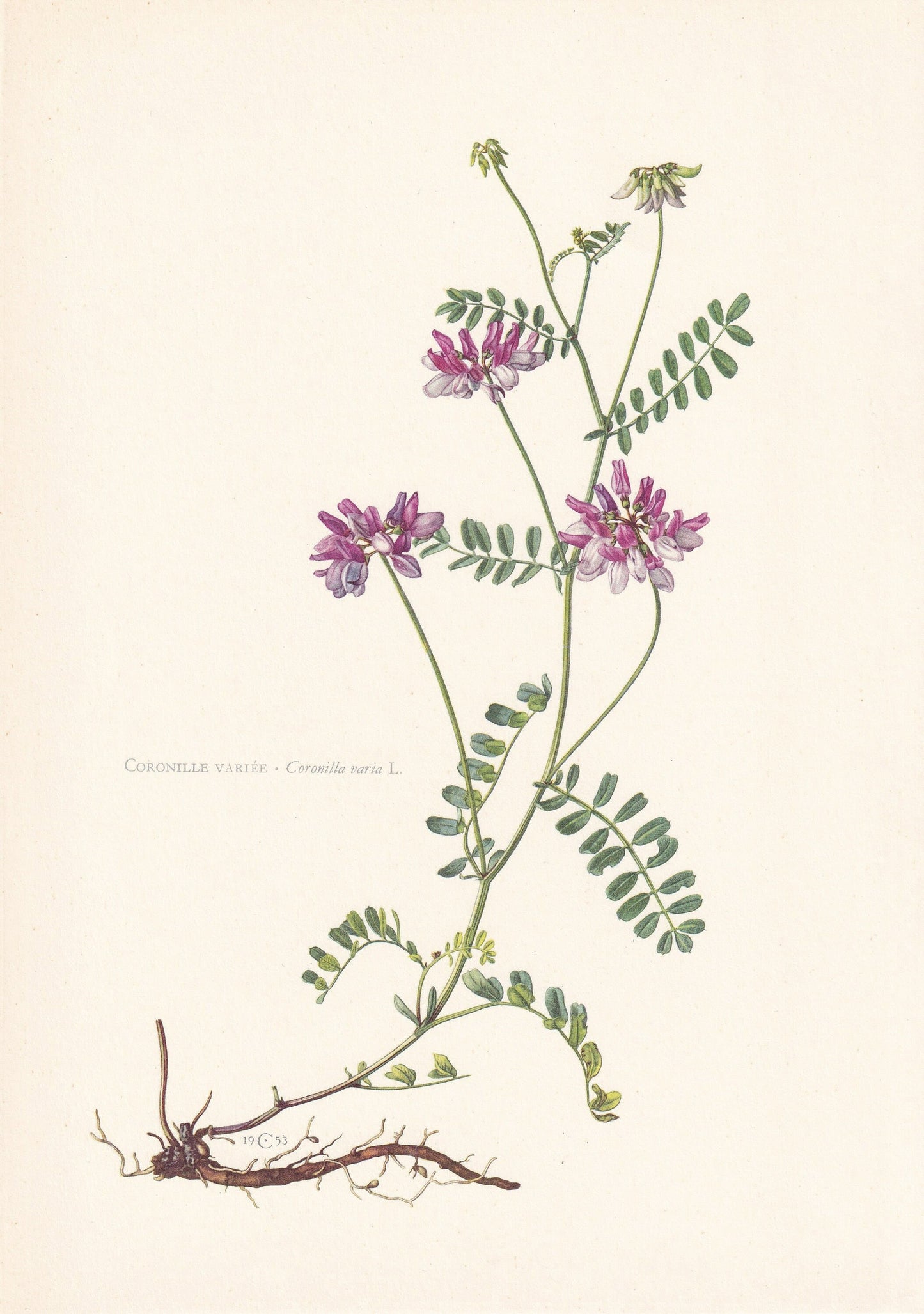 1960 CROWN VETCH Print - Botanical Print - Flower Print - Flower Wall Art - Vintage Plant Print - 7.5 x 10.6 Inches