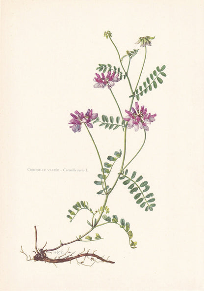 1960 CROWN VETCH Print - Botanical Print - Flower Print - Flower Wall Art - Vintage Plant Print - 7.5 x 10.6 Inches