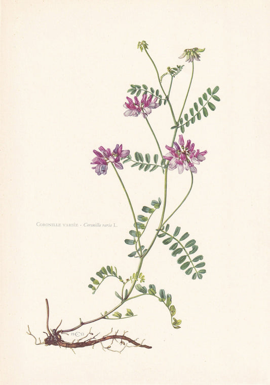1960 CROWN VETCH Print - Botanical Print - Flower Print - Flower Wall Art - Vintage Plant Print - 7.5 x 10.6 Inches