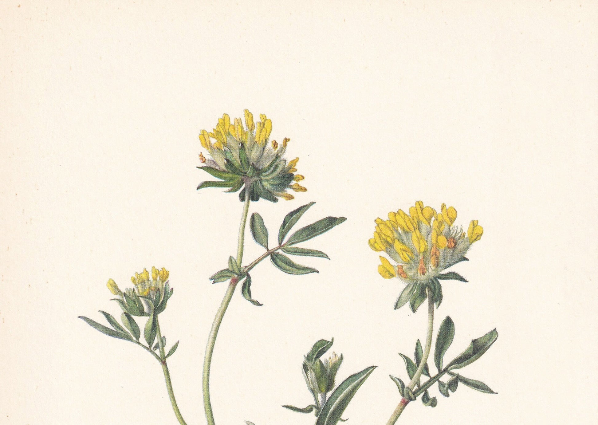 1960 KIDNEY VETCH Print - Botanical Print - Flower Print - Flower Wall Art - Vintage Plant Print - 7.5 x 10.6 Inches