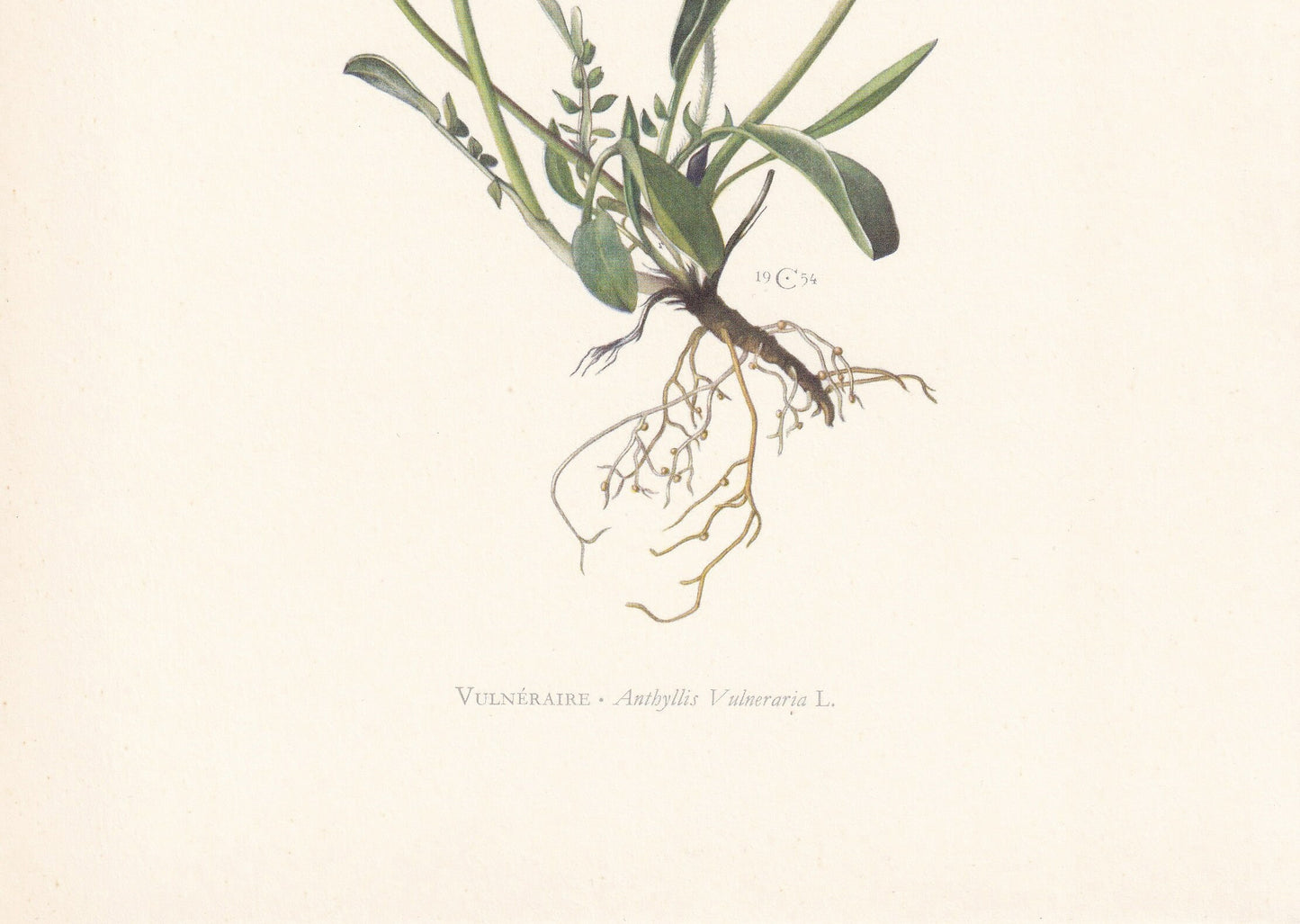 1960 KIDNEY VETCH Print - Botanical Print - Flower Print - Flower Wall Art - Vintage Plant Print - 7.5 x 10.6 Inches