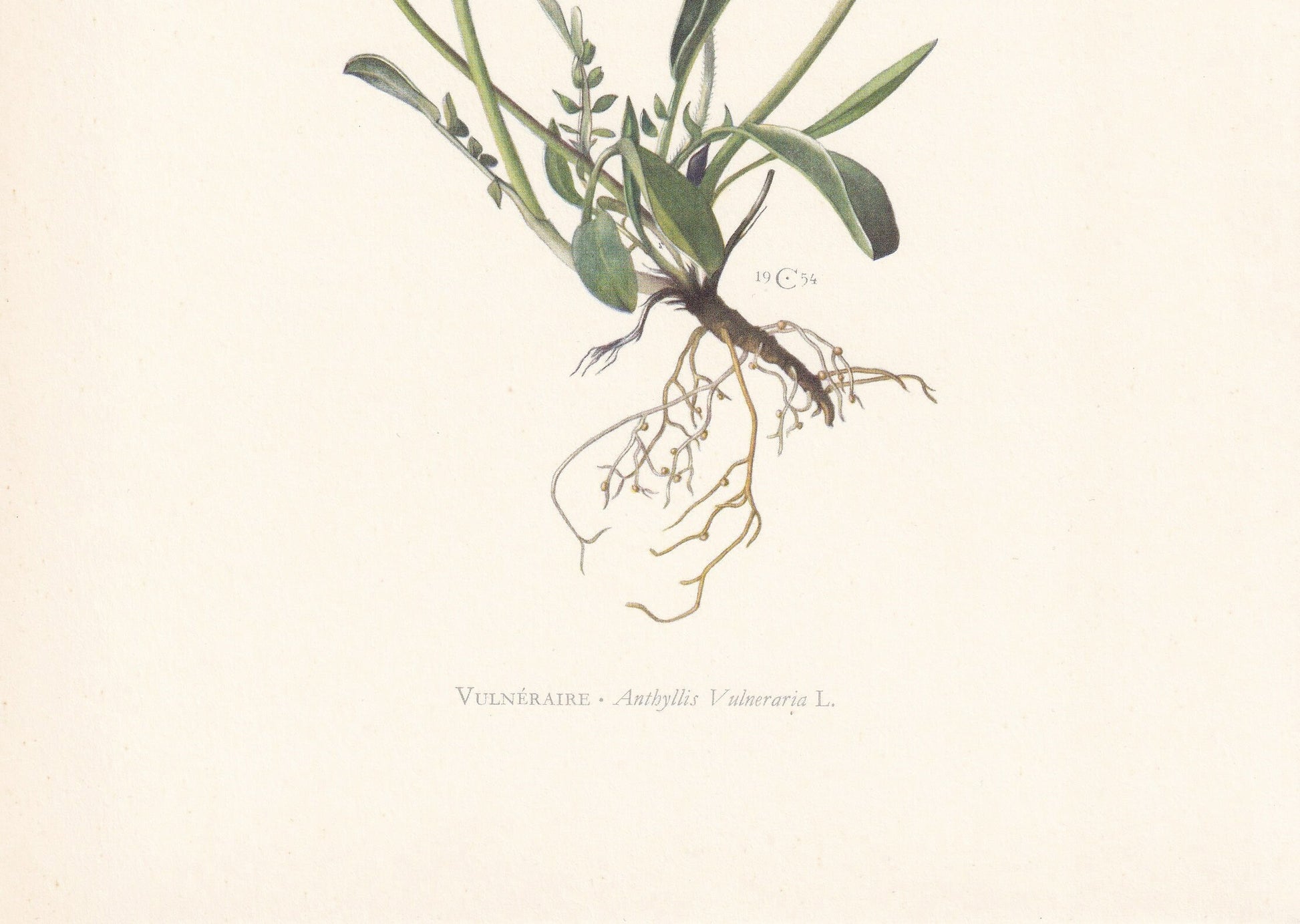 1960 KIDNEY VETCH Print - Botanical Print - Flower Print - Flower Wall Art - Vintage Plant Print - 7.5 x 10.6 Inches