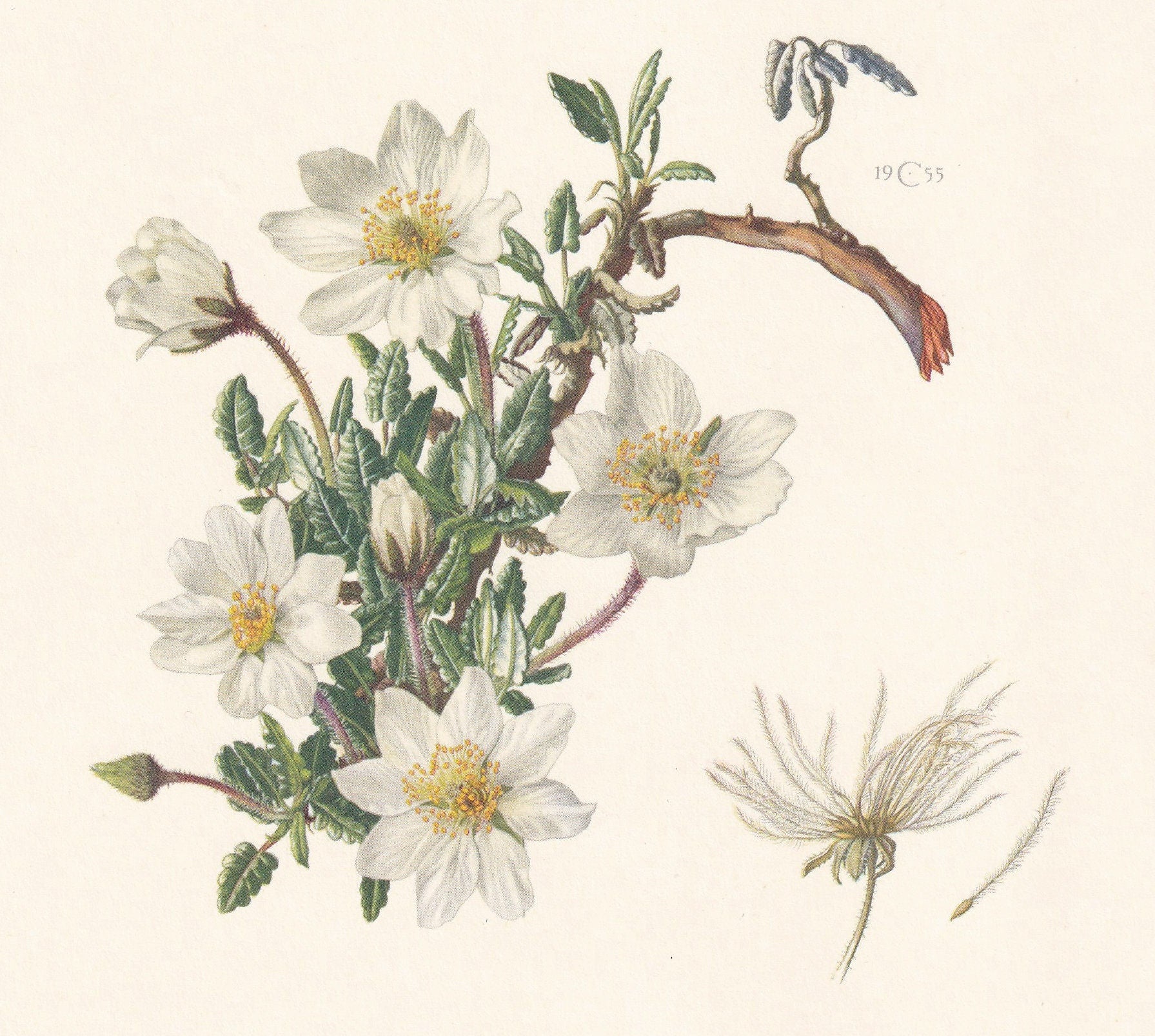 1960 MOUNTAIN AVENS Print - Botanical Print - Flower Print - Flower Wall Art - Vintage Plant Print - 7.5 x 10.6 Inches