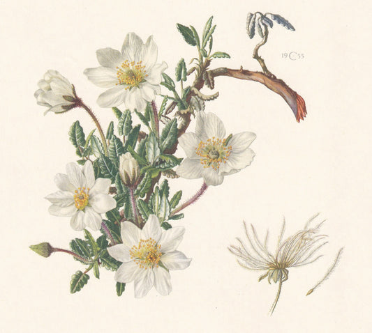 1960 MOUNTAIN AVENS Print - Botanical Print - Flower Print - Flower Wall Art - Vintage Plant Print - 7.5 x 10.6 Inches