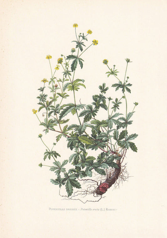 1960 TORMENTIL Print - Botanical Print - Flower Print - Flower Wall Art - Vintage Plant Print - 7.5 x 10.6 Inches