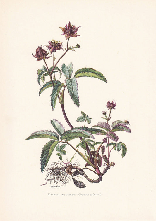 1960 MARSH CINQUEFOIL Print - Botanical Print - Flower Print - Flower Wall Art - Vintage Plant Print - 7.5 x 10.6 Inches
