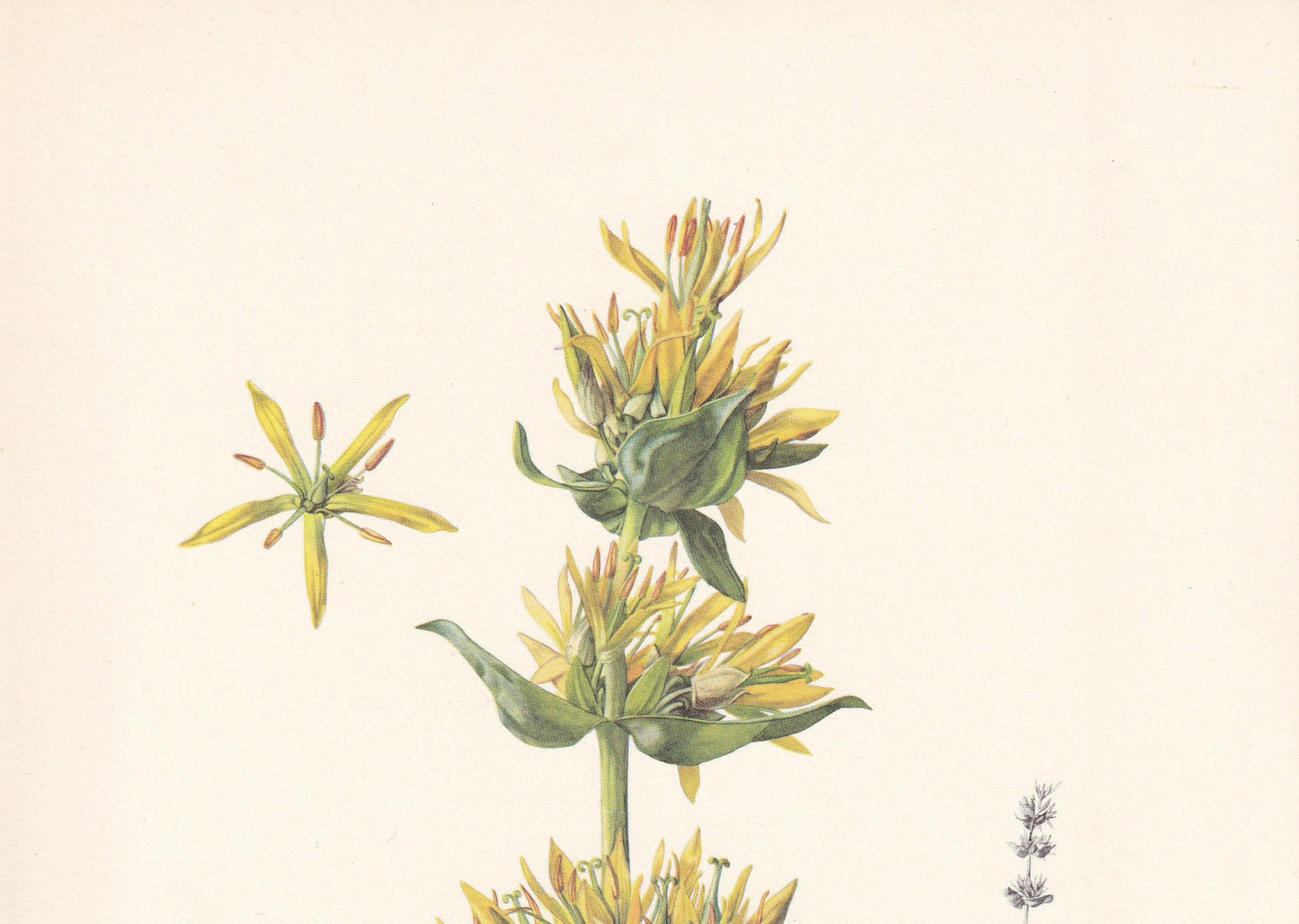 1960 GREAT YELLOW GENTIAN Print - Botanical Print - Flower Painting - Flower Wall Art - Vintage Plant Print - 7.5 x 10.6 Inches