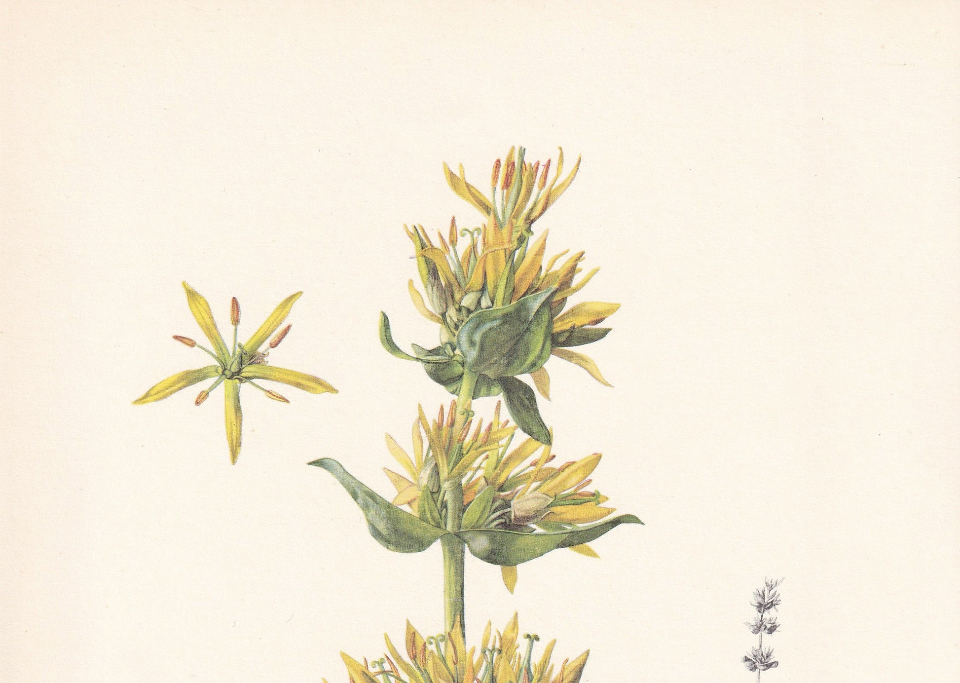 1960 GREAT YELLOW GENTIAN Print - Botanical Print - Flower Painting - Flower Wall Art - Vintage Plant Print - 7.5 x 10.6 Inches