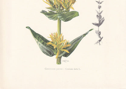1960 GREAT YELLOW GENTIAN Print - Botanical Print - Flower Painting - Flower Wall Art - Vintage Plant Print - 7.5 x 10.6 Inches