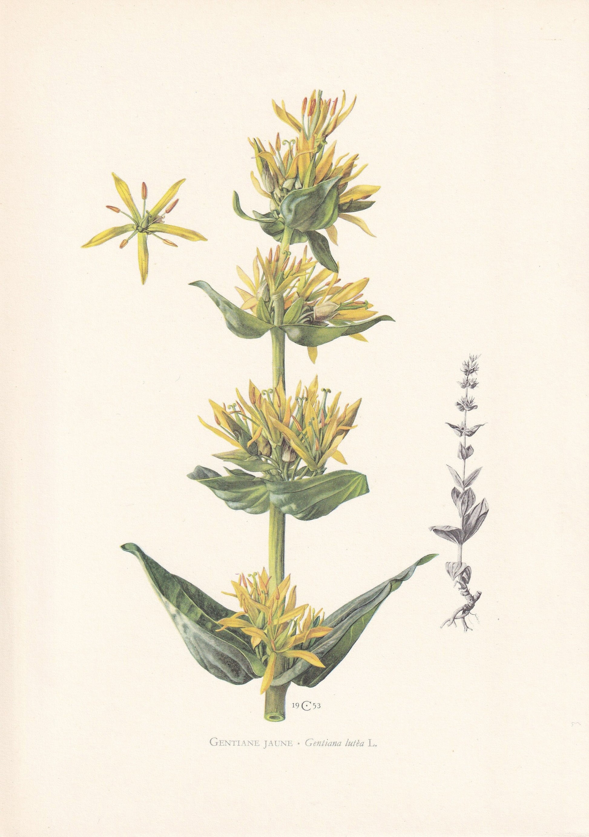 1960 GREAT YELLOW GENTIAN Print - Botanical Print - Flower Painting - Flower Wall Art - Vintage Plant Print - 7.5 x 10.6 Inches