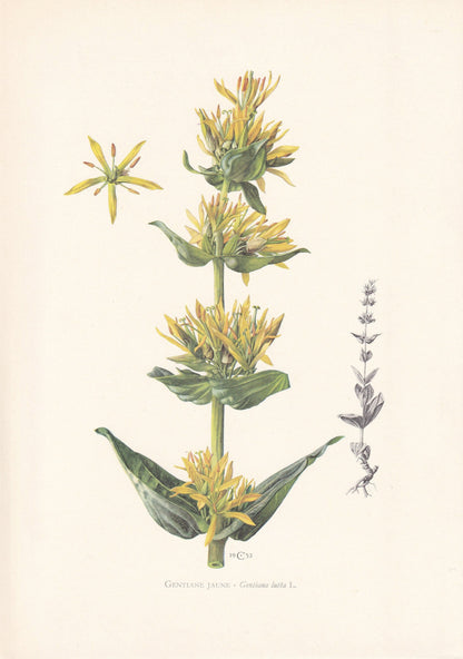 1960 GREAT YELLOW GENTIAN Print - Botanical Print - Flower Painting - Flower Wall Art - Vintage Plant Print - 7.5 x 10.6 Inches