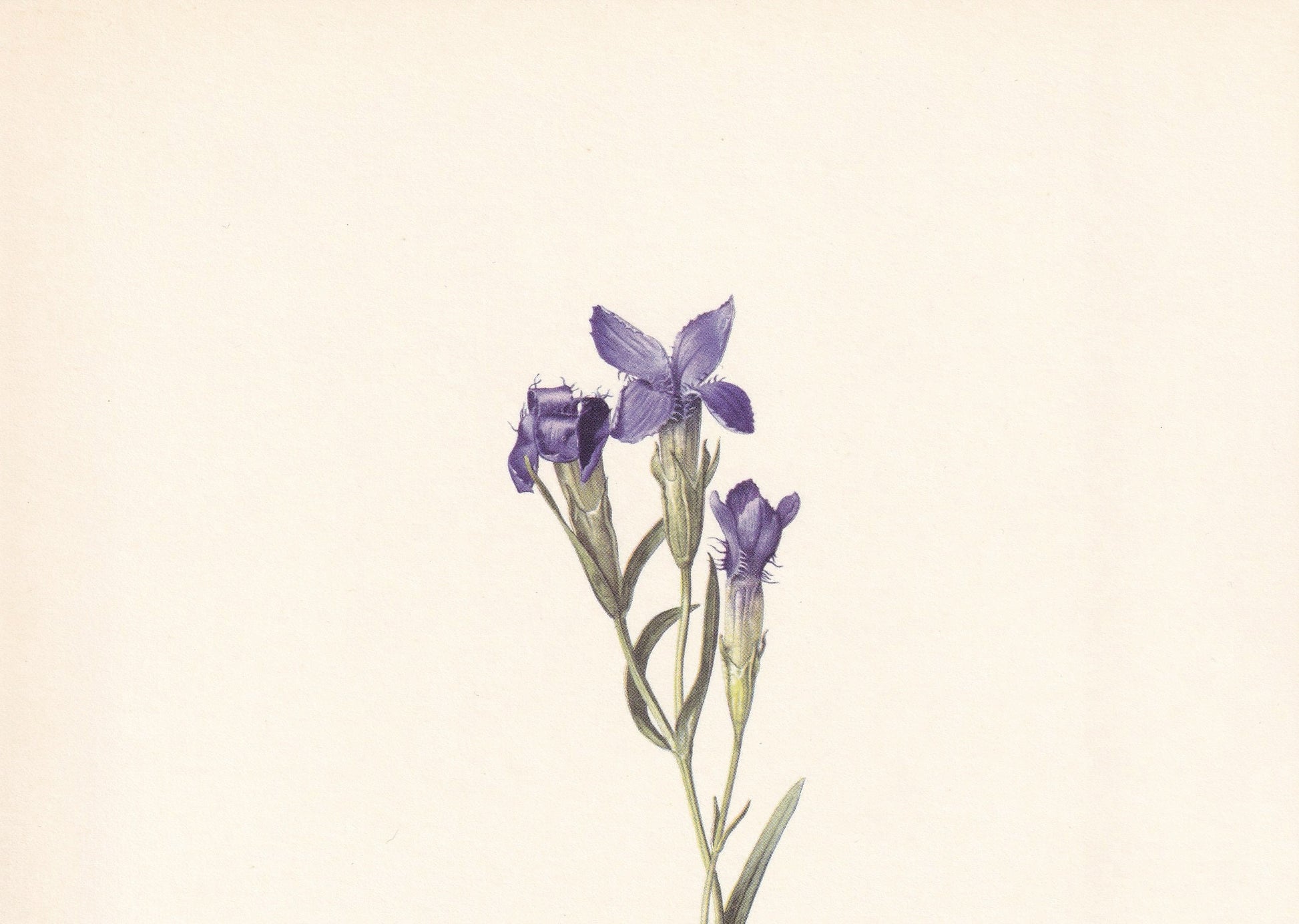 1960 FRINGED GENTIAN Print - Botanical Print - Flower Painting - Flower Wall Art - Vintage Plant Print - 7.5 x 10.6 Inches