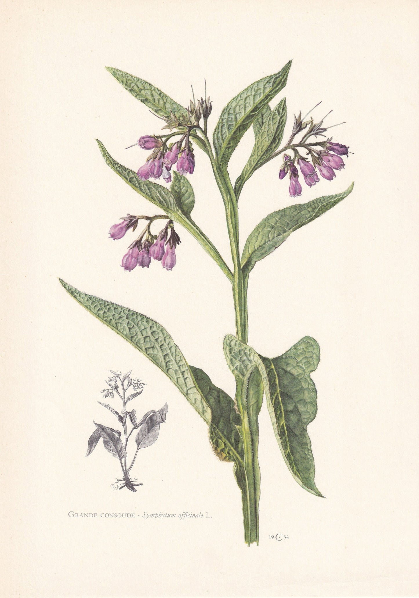 1960 COMMON COMFREY Print - Botanical Print - Flower Painting - Flower Wall Art - Vintage Plant Print - 7.5 x 10.6 Inches