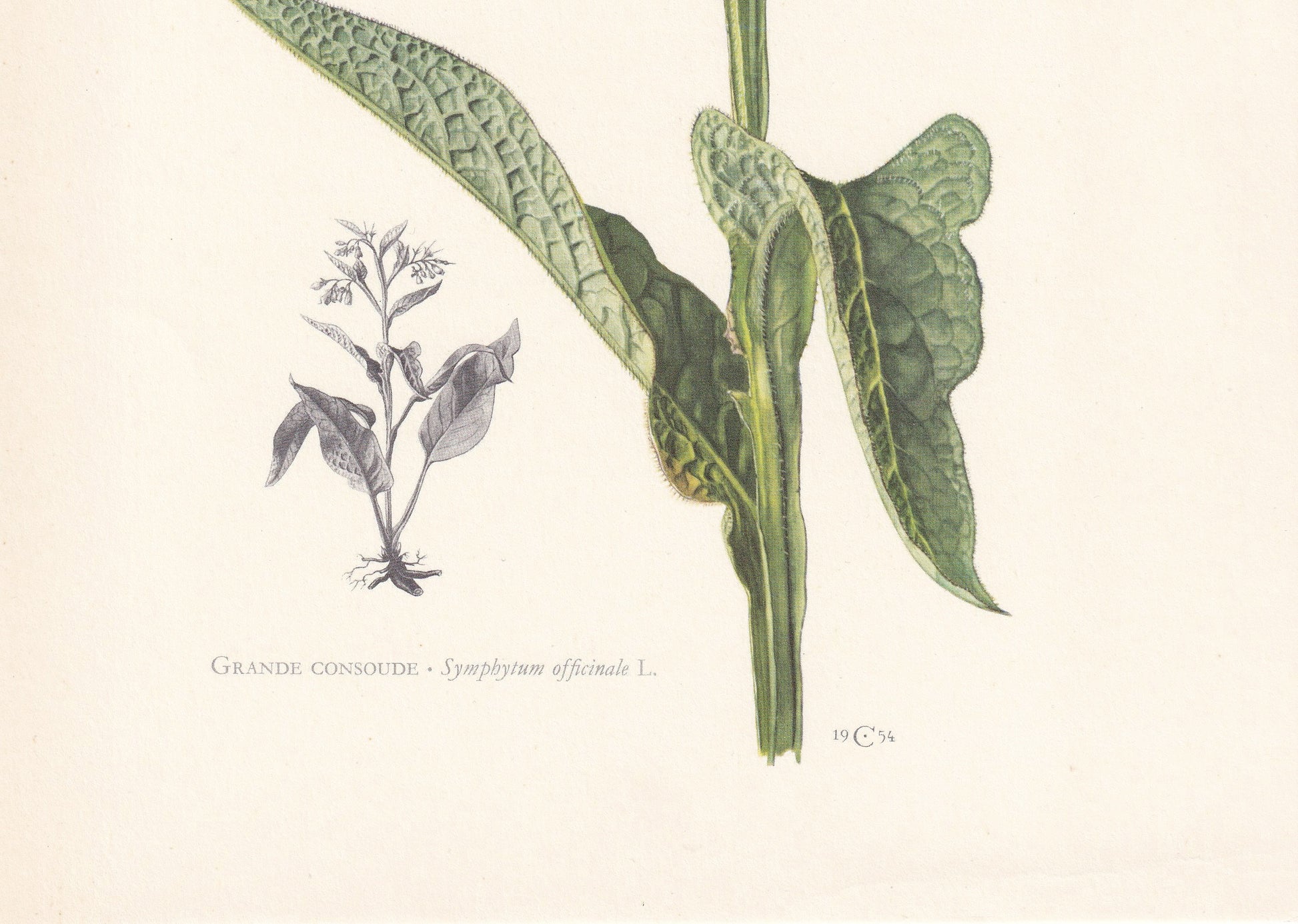 1960 COMMON COMFREY Print - Botanical Print - Flower Painting - Flower Wall Art - Vintage Plant Print - 7.5 x 10.6 Inches