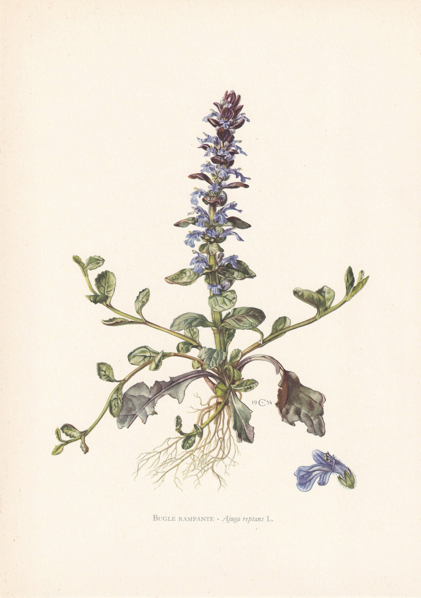 1960 BUGLEHERB Print - Botanical Print - Flower Painting - Flower Wall Art - Vintage Plant Print - 7.5 x 10.6 Inches