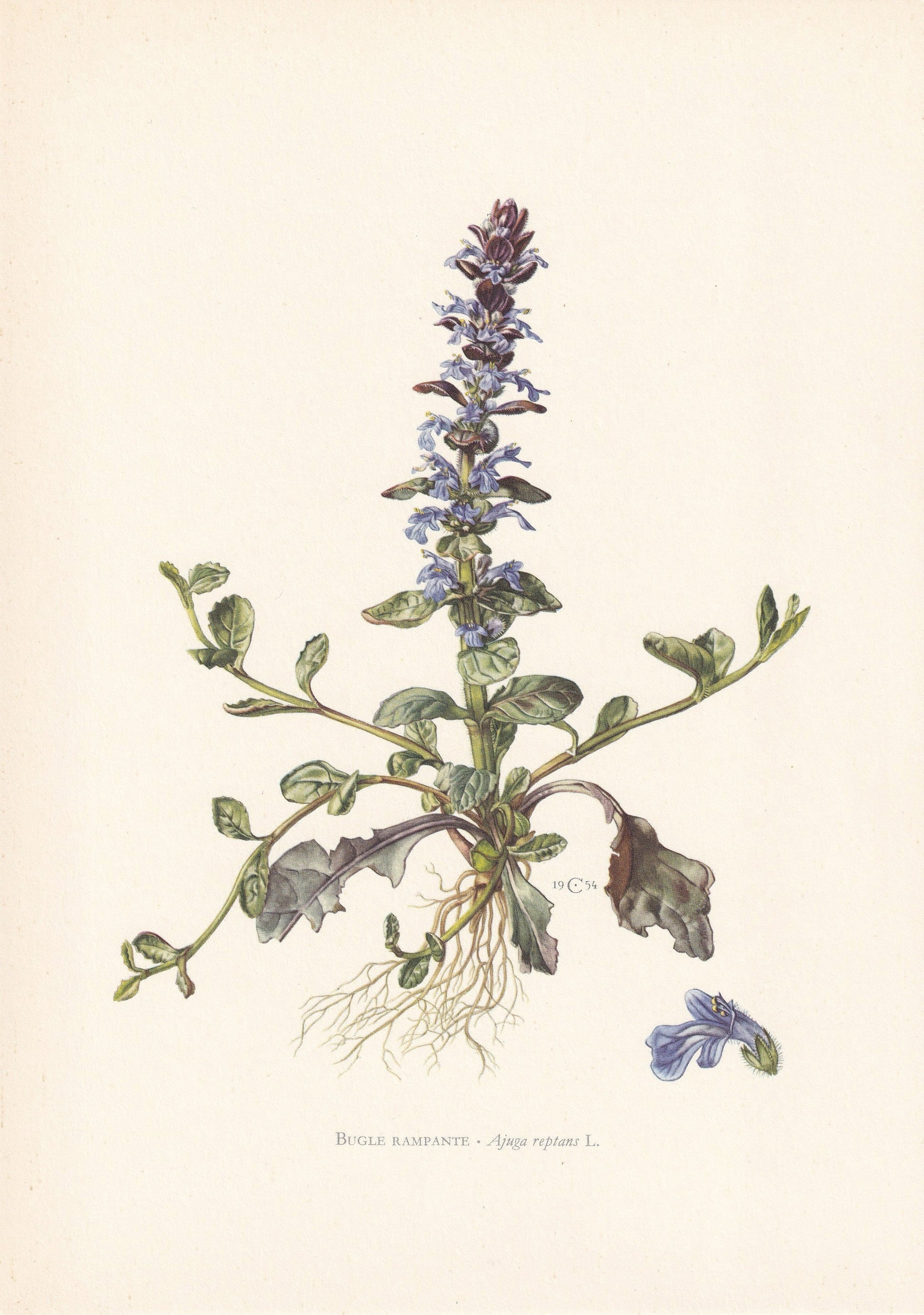 1960 BUGLEHERB Print - Botanical Print - Flower Painting - Flower Wall Art - Vintage Plant Print - 7.5 x 10.6 Inches