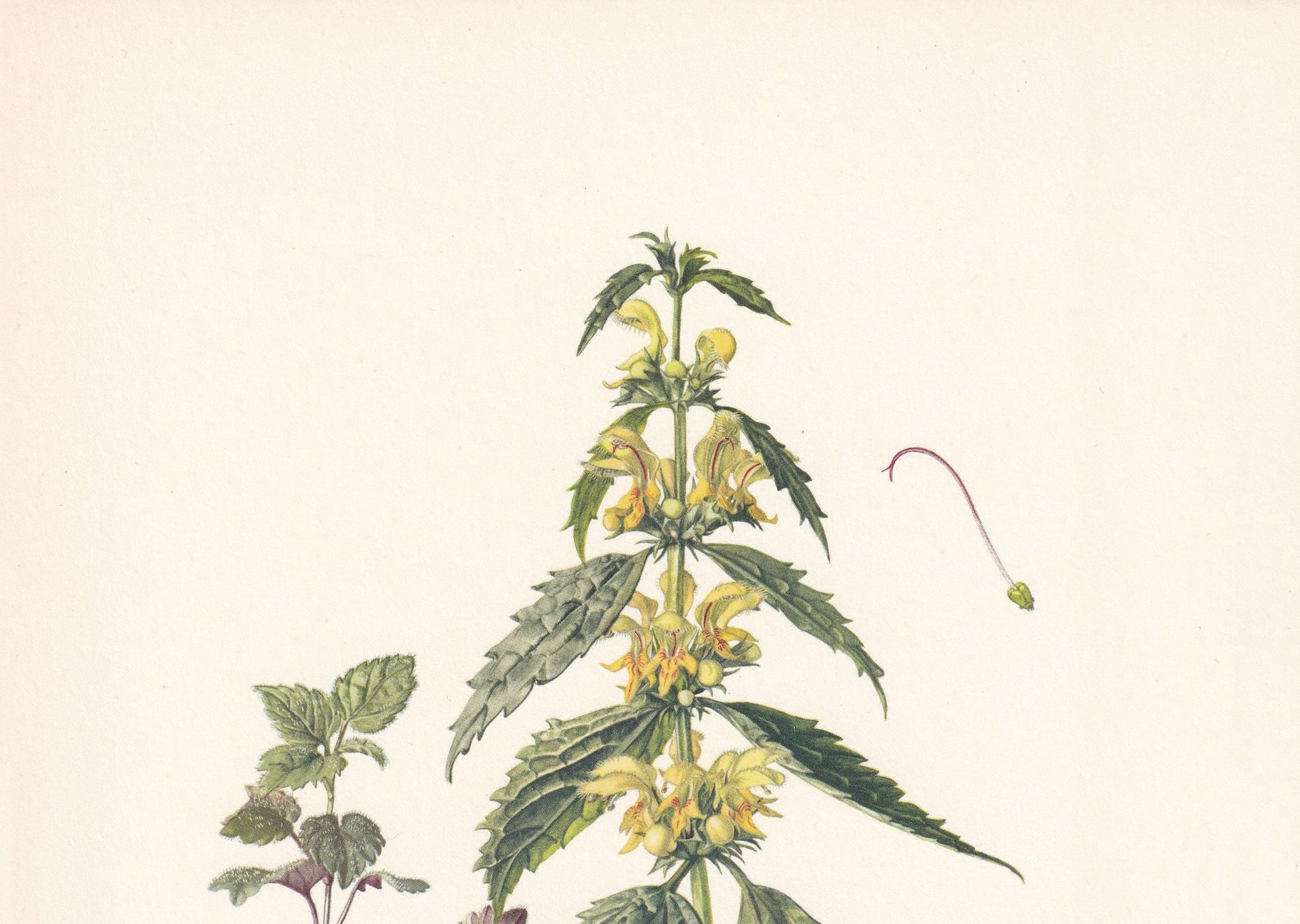 1960 YELLOW ARCHANGEL Print - Botanical Print - Flower Painting - Flower Wall Art - Vintage Plant Print - 7.5 x 10.6 Inches