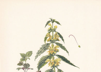 1960 YELLOW ARCHANGEL Print - Botanical Print - Flower Painting - Flower Wall Art - Vintage Plant Print - 7.5 x 10.6 Inches