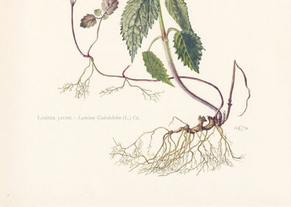 1960 YELLOW ARCHANGEL Print - Botanical Print - Flower Painting - Flower Wall Art - Vintage Plant Print - 7.5 x 10.6 Inches