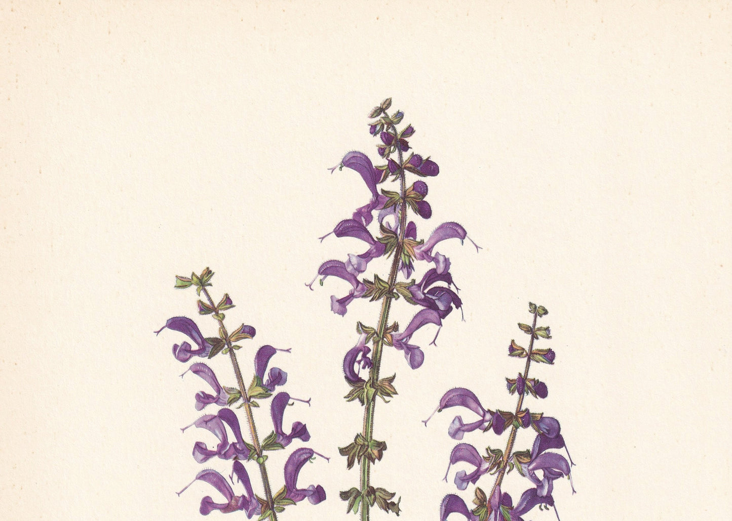 1960 MEADOW SAGE Print - Botanical Print - Flower Painting - Flower Wall Art - Vintage Plant Print - 7.5 x 10.6 Inches